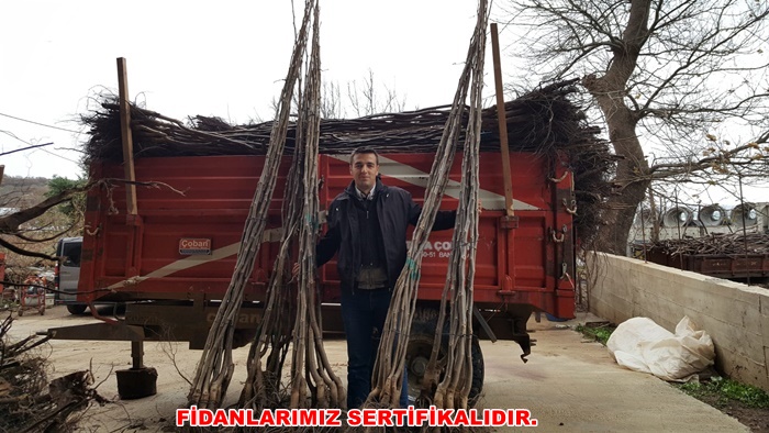 1.kaliteli-sevkiyata-hazir-fidanlar.jpg